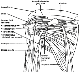 All About Shoulder Pain